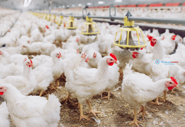Kanatlı Hayvan Yetişticiliği Eğitimi